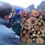 Erläuterung der Schäden am Holz